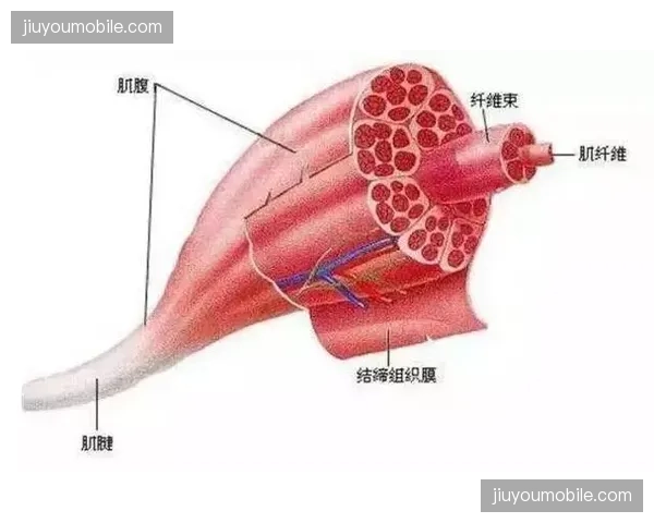 比赛节奏加快导致肌肉伤病增加，联盟腿部拉伤病例呈现上升趋势